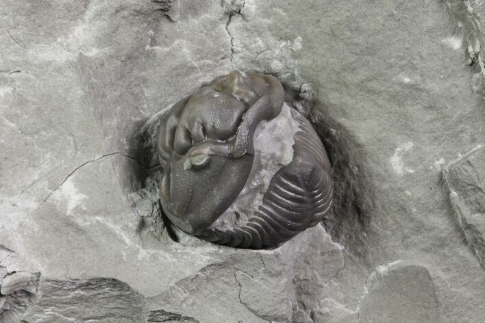 Wide, Enrolled Flexicalymene Trilobite In Shale - Ohio #67654